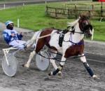 Hansum Samsun, 15hh Driving Stallion 