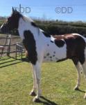 Hansum Samsun, 15hh Driving Stallion 