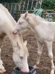 Ashdwr Dutchess of Sussex, 14.3hh Welsh Section D Broodmare with Foal at Foot 