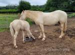 Ashdwr Dutchess of Sussex, 14.3hh Welsh Section D Broodmare with Foal at Foot 
