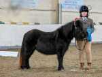 Zandawn Ace of Hearts, Mare