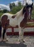 2 Year Old Gelding 