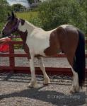 2 Year Old Gelding 