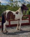 2 Year Old Gelding 
