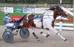 2 Year Old Gelding 