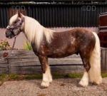 Riding Gelding 