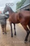 Sonic, 16hh Standardbred Ride and Drive Gelding 