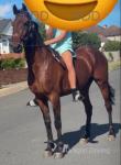 Sonic, 16hh Standardbred Ride and Drive Gelding 