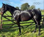 Willow, 16hh Mare in Foal