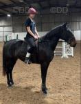 Willow, 16hh Mare in Foal