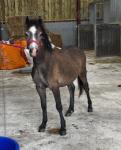 Yearling Colt