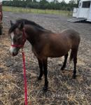 Yearling Colt
