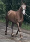 16.2hh Mare