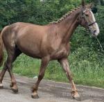 16.2hh Mare