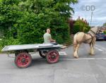 King, Driving Gelding