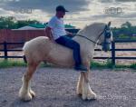 King, Driving Gelding