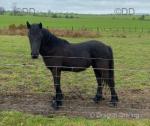 Dales Section A Yearling Filly