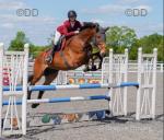 Cappog Pluto, 18hh Riding Gelding