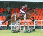 Cappog Pluto, 18hh Riding Gelding