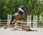 Cappog Pluto, 18hh Riding Gelding