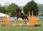 Cappog Pluto, 18hh Riding Gelding