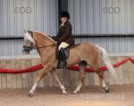 Wolontair, 15.1hh Haflinger Ride & Drive Stallion