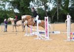 Wolontair, 15.1hh Haflinger Ride & Drive Stallion