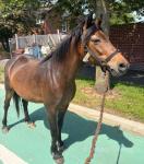 Tilly, 13.1hh New Forest Riding Mare
