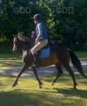 Tilly, 13.1hh New Forest Riding Mare