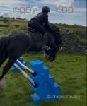 Minnie Mouse, 13.2hh Riding Mare
