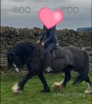 Minnie Mouse, 13.2hh Riding Mare
