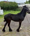 Ride & Drive Colt