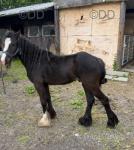Ride & Drive Colt