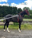 Lexus Dragon, 15.3hh Ride & Drive Gelding