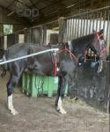 Lexus Dragon, 15.3hh Ride & Drive Gelding