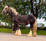 14.2hh Mare with Filly Foal at Foot