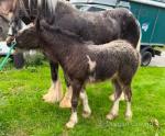 14.2hh Mare with Filly Foal at Foot