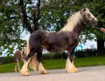 14.2hh Mare with Filly Foal at Foot