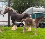 14.2hh Mare with Filly Foal at Foot