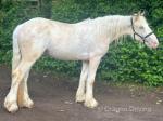 Rupet, 2 Year Old Gelding