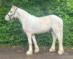 Rupet, 2 Year Old Gelding