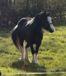 Dora, 14hh Mare
