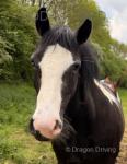 Dora, 14hh Mare