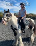Chocolate Chip Jerry, 13hh Riding Gelding