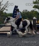 Chocolate Chip Jerry, 13hh Riding Gelding