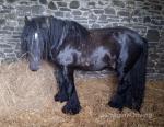 11.2hh Stallion