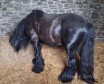11.2hh Stallion