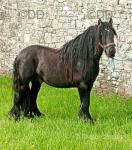 11.2hh Stallion