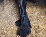 11.2hh Stallion