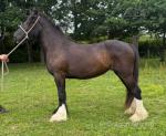 3 Year Old Filly